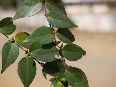 Canthium angustifolium, photographed by Dinesh Valke