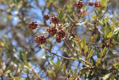 Bejaria aestuans, photographed by Viacheslav Shalisko