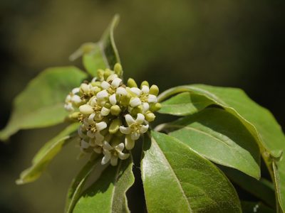 Pittosporum dasycaulon, photographed by Dinesh Valke