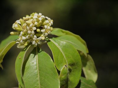 Pittosporum dasycaulon, photographed by Dinesh Valke