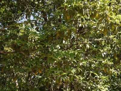 Pittosporum dasycaulon, photographed by Dinesh Valke