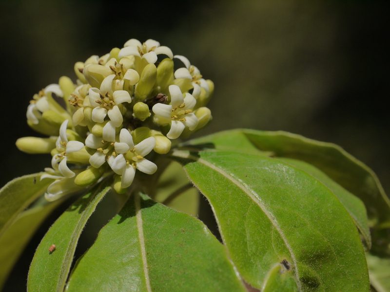 Pittosporum dasycaulon, photographed by Dinesh Valke