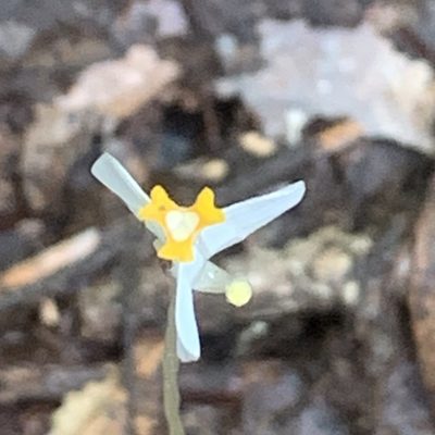 Burmannia oblonga, photographed by rjtizard