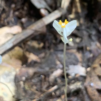 Burmannia oblonga, photographed by rjtizard