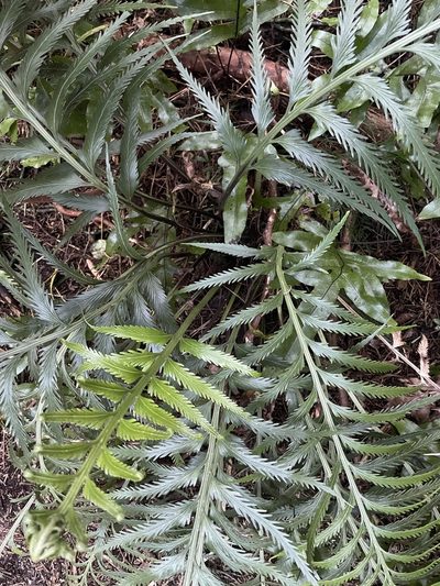 Asplenium scleroprium, photographed by Penelope Noel Gillette