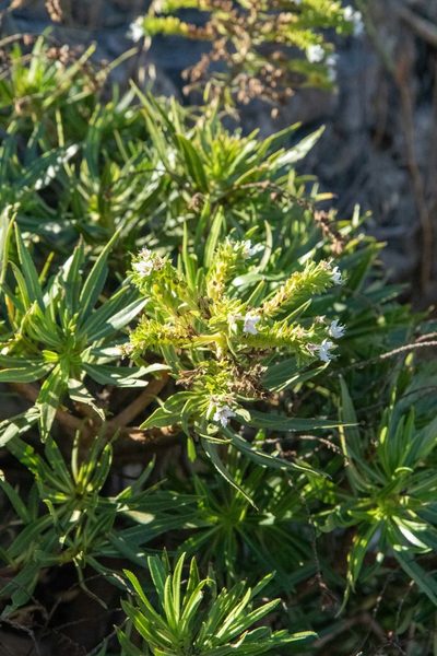 Echium decaisnei, photographed by Thibaud Aronson
