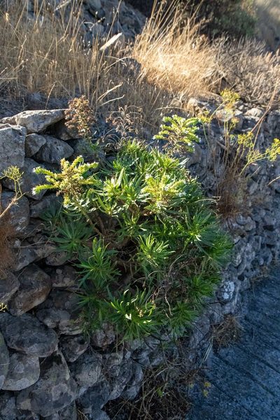 Echium decaisnei, photographed by Thibaud Aronson