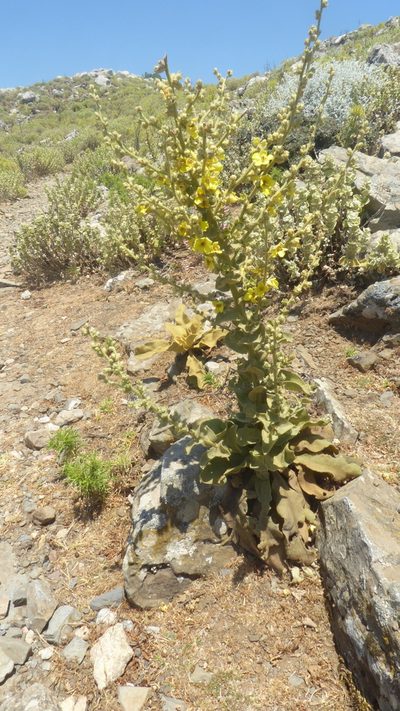 Verbascum undulatum, photographed by Michael Andresek