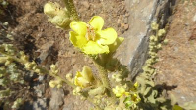 Verbascum undulatum, photographed by Michael Andresek