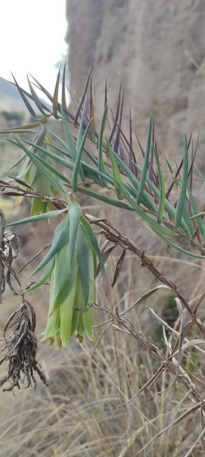 Bomarea involucrosa, photographed by Santiago Martín-Bravo