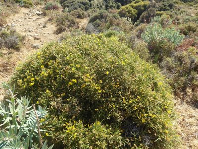 Genista acanthoclada, photographed by Michael Andresek