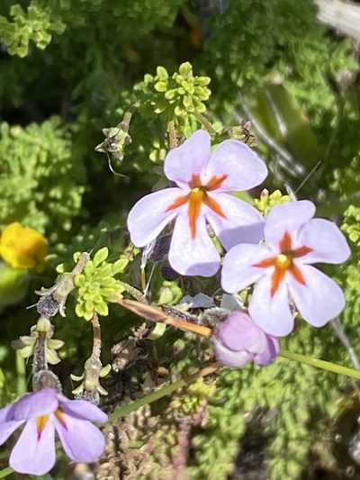 Jamesbrittenia stellata, photographed by Christina