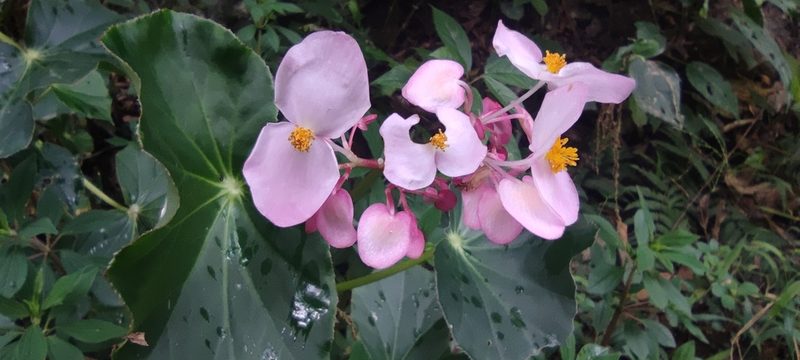 Begonia bracteosa, photographed by Santiago Martín-Bravo