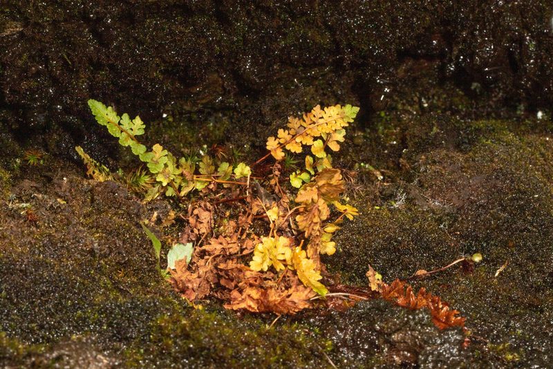Woodsia alpina, photographed by Kent P. McFarland