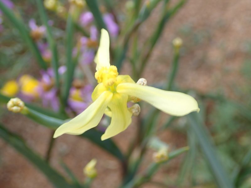 Moraea schlechteri, photographed by Peter Warren