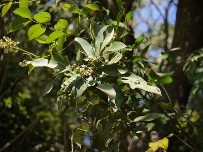 Glycosmis pentaphylla, photographed by Dinesh Valke