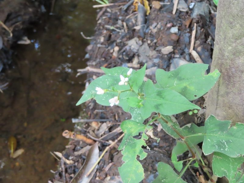 Polygonum thunbergii, photographed by mami_t_t