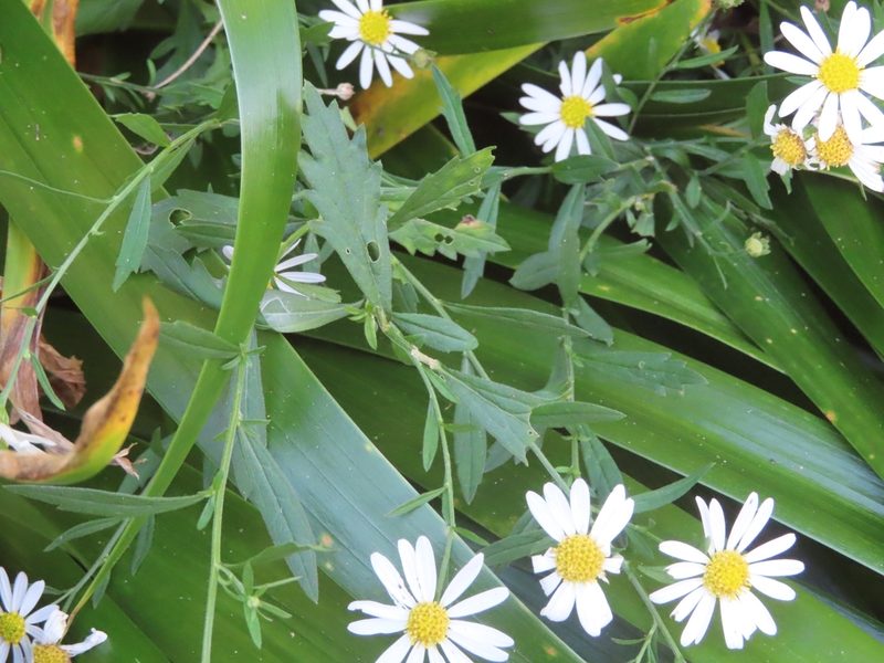 Aster iinumae, photographed by mami_t_t