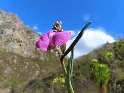 Podalyria oleifolia, photographed by linkie