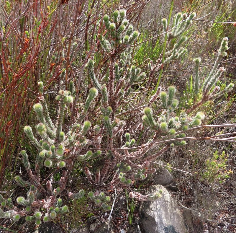 Erica massonii, photographed by linkie