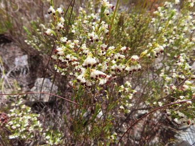 Erica suffulta, photographed by linkie