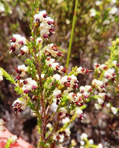 Erica suffulta, photographed by linkie
