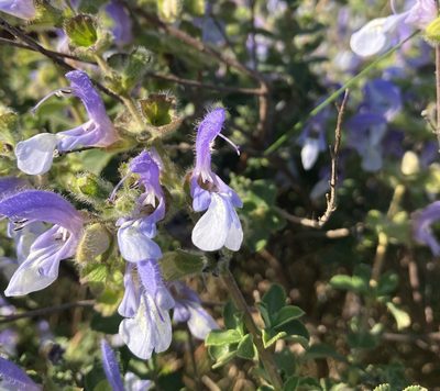Salvia africana, photographed by Justin Ponder