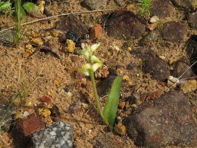 Lachenalia cernua, photographed by Jeremy Gilmore