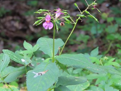 Impatiens textorii, photographed by mami_t_t