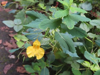 Impatiens noli-tangere, photographed by mami_t_t
