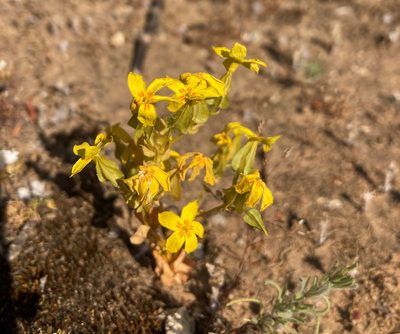 Sebaea exacoides, photographed by Justin Ponder