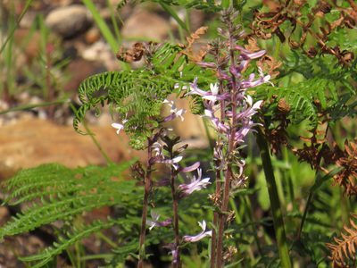 Cyphia bulbosa, photographed by Jeremy Gilmore