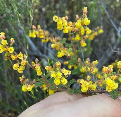 Hermannia alnifolia, photographed by Justin Ponder