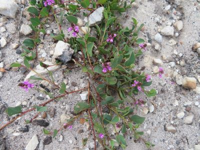 Indigofera ovata, photographed by linkie
