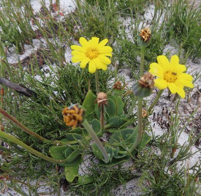 Othonna bulbosa, photographed by linkie