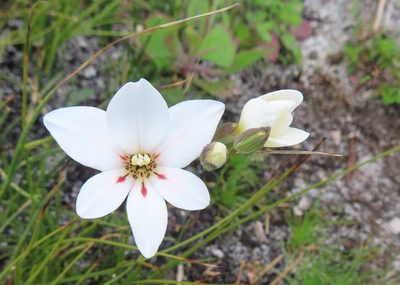 Gladiolus debilis, photographed by linkie