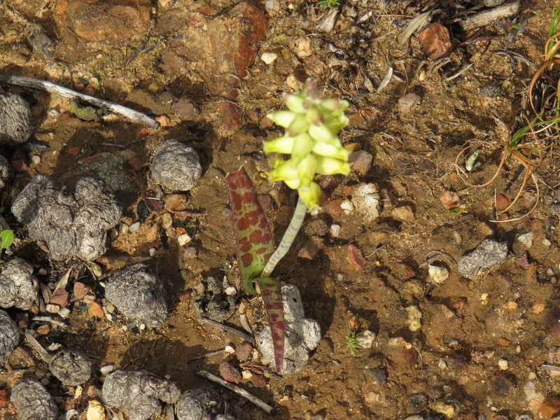 Lachenalia lutea, photographed by Jeremy Gilmore