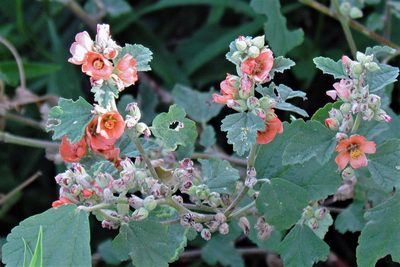 Sphaeralcea cordobensis, photographed by Hugo Hulsberg
