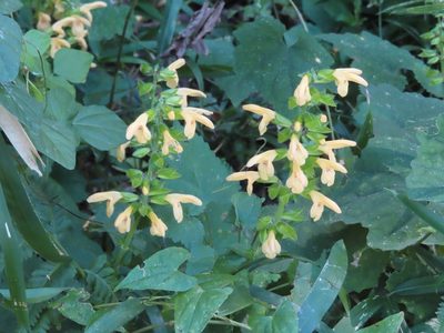 Salvia nipponica, photographed by mami_t_t