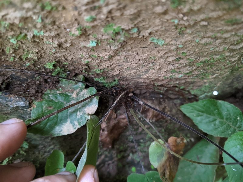 Tectaria simonsii, photographed by 潘立傑 LICHIEH_PAN