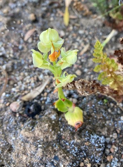 Pterygodium afrum, photographed by Justin Ponder