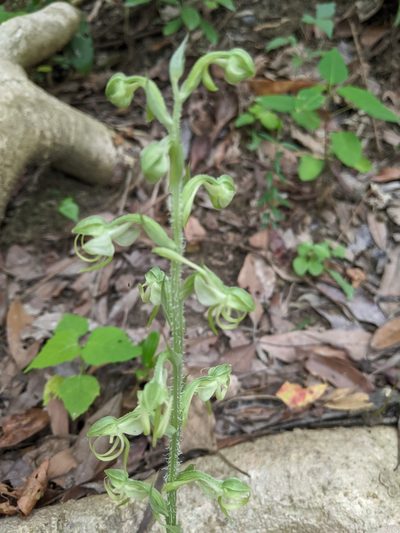 Habenaria ciliolaris, photographed by 潘立傑 LICHIEH_PAN