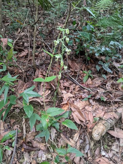 Habenaria ciliolaris, photographed by 潘立傑 LICHIEH_PAN