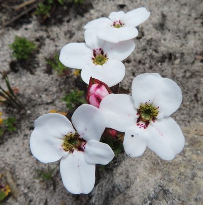 Disa fasciata, photographed by linkie