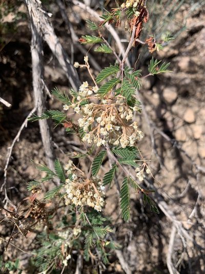 Cuscuta indecora, photographed by Kenzie Anderson-Bell