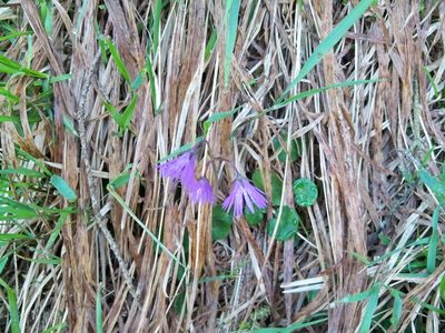 Soldanella carpatica, photographed by Piotr Panek