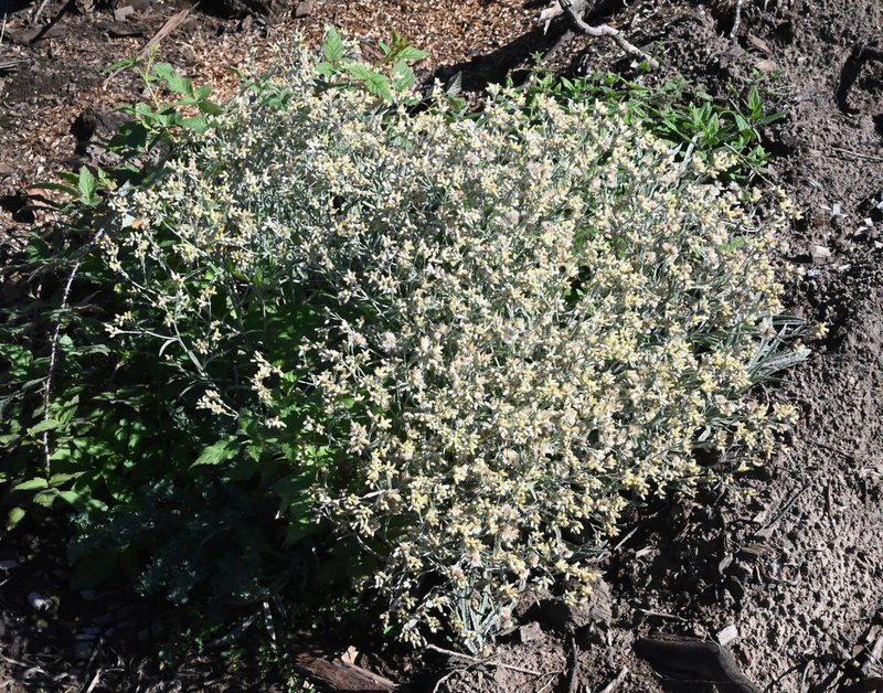 Pseudognaphalium thermale, photographed by Mike Palmer