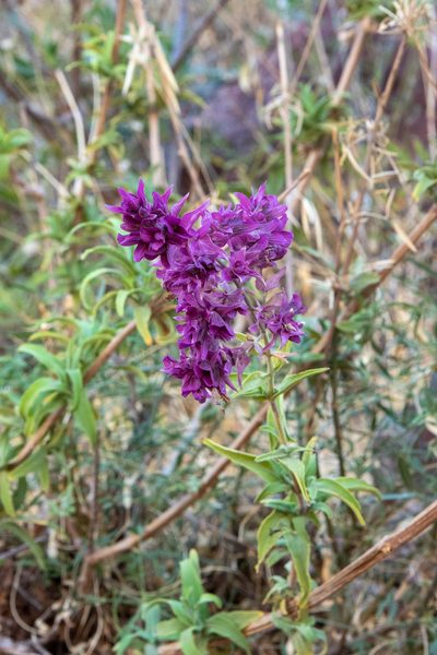 Salvia canariensis, photographed by Thibaud Aronson