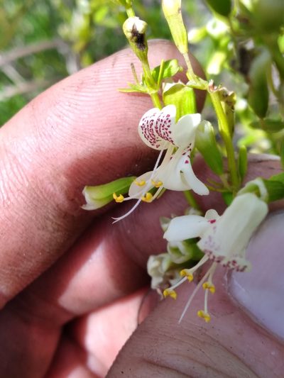 Dicerandra frutescens