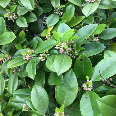Ilex viridis, photographed by Yj